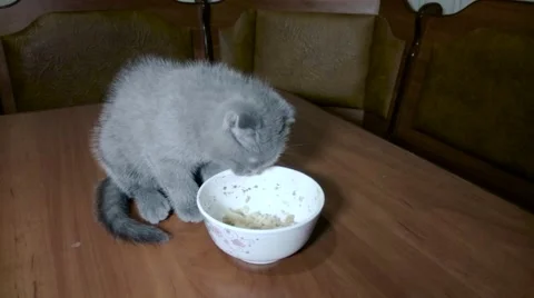 Scotish fold young kittie eats Stock Footage 66450052