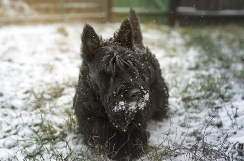 Scotish Terrier in the backyard Stock Photos