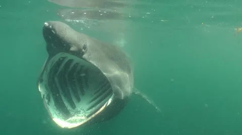 Scotland Basking Shark (Mouth wide opened) Stock Footage
