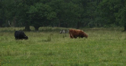 SCOTLAND Cows Stock Footage 101341976