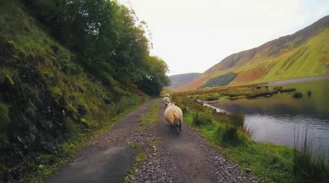 Scotland driving sheep Stock Footage 58953536