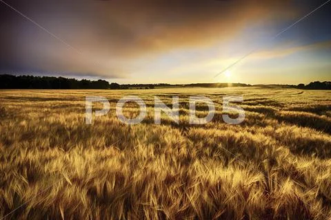 Scotland, East Lothian, sunrise over barley field Stock Photos