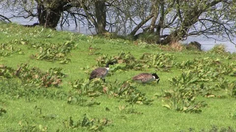 Scotland 库存影片 9281039