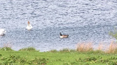 Scotland Video stock 9867330