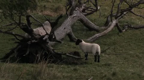 Scotland Видео 9869083