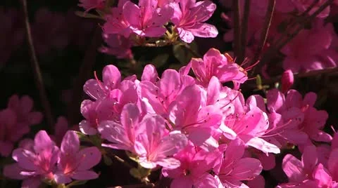 Scotland Видео 9875239