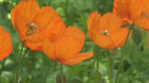 Scotland Видео 9876459