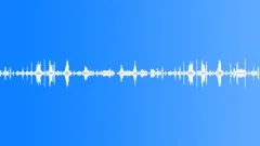 SCOTLAND, FOREST Sound Effect