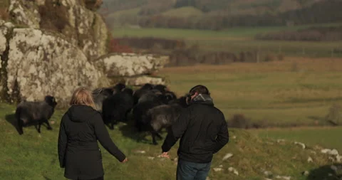 Scotland Sheep 2 스톡 동영상 237533123