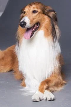 Scotland shepherd dog Foto stock