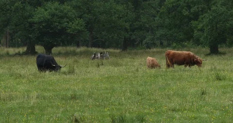 SCOTLANDT 動画素材 101342108