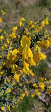 Scots broom in bloom Stock Photos