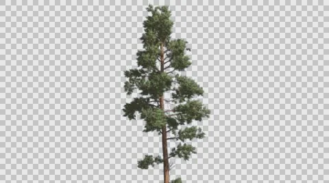 Scots Pine Blue-Green Leaves Coniferous Evergreen Tree is Swaying at The Wind Stock Footage 60119061