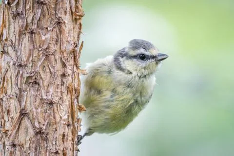 Scots pine blue tit Stock Photos
