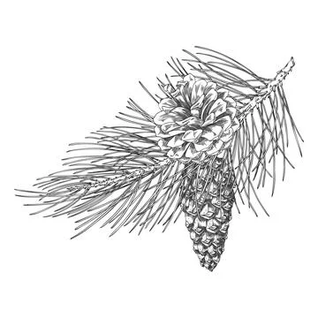Scots pine branch with cones engraved hand drawn vector illustration, conifer Stockillustratie