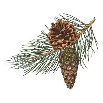 Scots pine branch with cones hand drawn vector, conifer fir tree botanical Stockillustratie