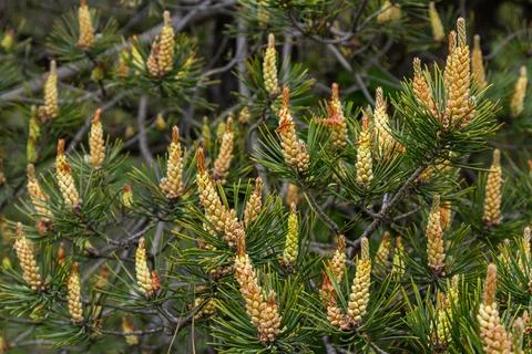 Scots pine branches featuring clusters of female and male cones amidst vibr.. 스톡 사진