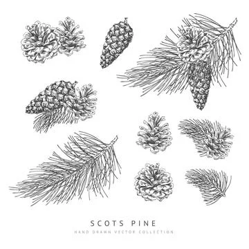 Scots pine cone and branches engraved hand drawn vector collection, conifer tree Stockillustratie