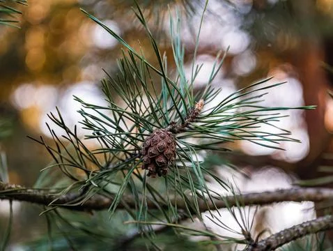Scots pine cone brown in greenery Foto stock