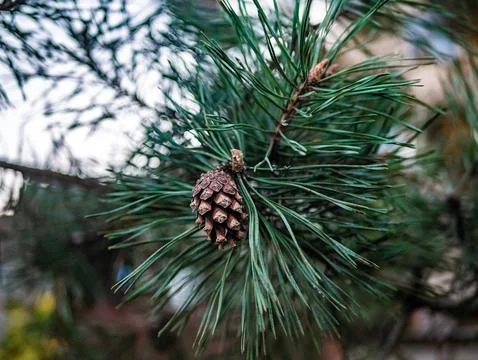 Scots pine cone brown in greenery Foto stock