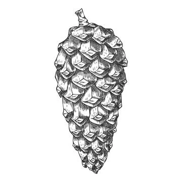Scots pine cone engraved hand drawn illustration, fir, spruce cone botanical Stock Illustration