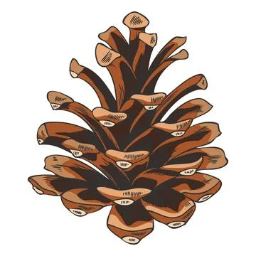 Scots pine cone hand drawn vector illustration, fir spruce dry brown cone Stockillustratie