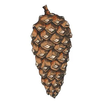 Scots pine cone hand drawn vector illustration, brown fir, spruce cone botanical Stockillustratie