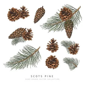Scots pine cones and branches hand drawn vector collection, conifer tree Stockillustratie