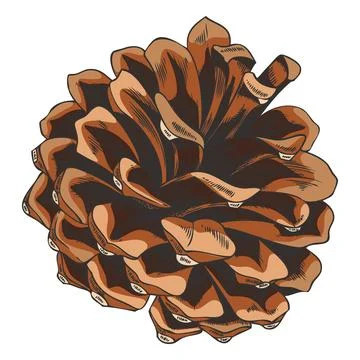 Scots pine dry brown cone hand drawn vector illustration, fir spruce cone Illustrazione stock