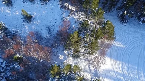 Scots-pine Stock Footage 102135002