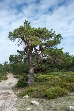 Scots pine forest and padded brushwood Stock Photos