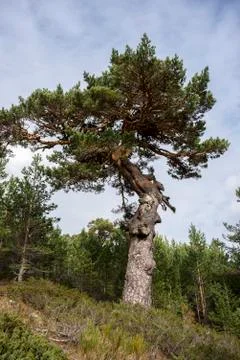 Scots pine forest and padded brushwood Stock Photos