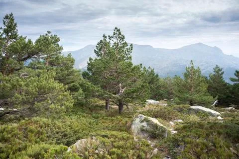 Scots pine forest and padded brushwood Stock Photos