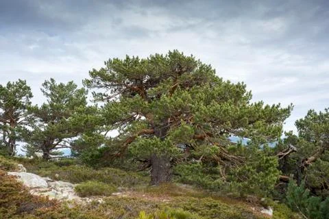 Scots pine forest and padded brushwood Foto stock