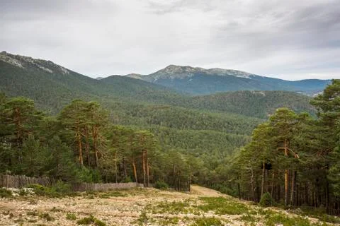 Scots pine forest in El Bosque ski slope Stock Photos