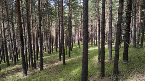 Scots Pine Forest Vídeo Stock 334796668