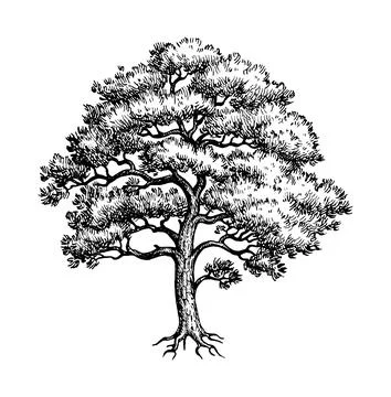 Scots pine ink sketch. Stock Illustration