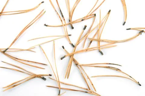 Scots pine needles isolated on white background. Stock Photos