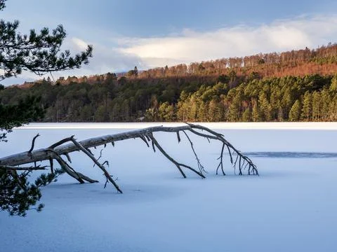 Scots Pine, part of the Caledonian pine forest surrounding Loch an Eilein in  Stock Photos