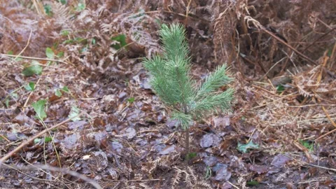 Scots Pine (Pinus Sylvestris) sapling growing in woods Stock Footage 231423383