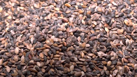 Scots Pine Seeds. Harvesting Pine Seeds. Video stock 306398289