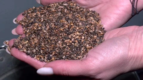Scots Pine Seeds. Harvesting Pine Seeds. Video stock 306398301