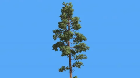 Scots Pine Thin Tree Pinus Sylvestris Tall Tree in Summer Coniferous Evergreen Stock Footage 60118594