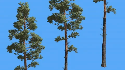 Scots Pine Three Thin Trees Coniferous Evergreen Tree is Swaying at The Wind Stock Footage 60158848