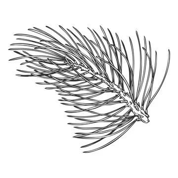 Scots pine tree branch engraved hand drawn vector illustration, conifer Stock Illustration