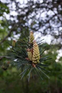 Scots pine tree cones developing on branch in forest Stock Photos