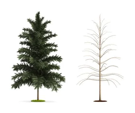 Scots pine tree. Illustrazione stock