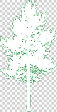 Scots Pine Tree isolated filled outline illustration isolated on transparen.. Ilustração Stock