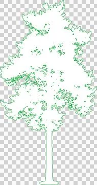 Scots Pine Tree isolated filled outline illustration isolated on transparen.. Illustration