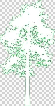 Scots Pine Tree isolated filled outline illustration isolated on transparen.. Stock Illustration